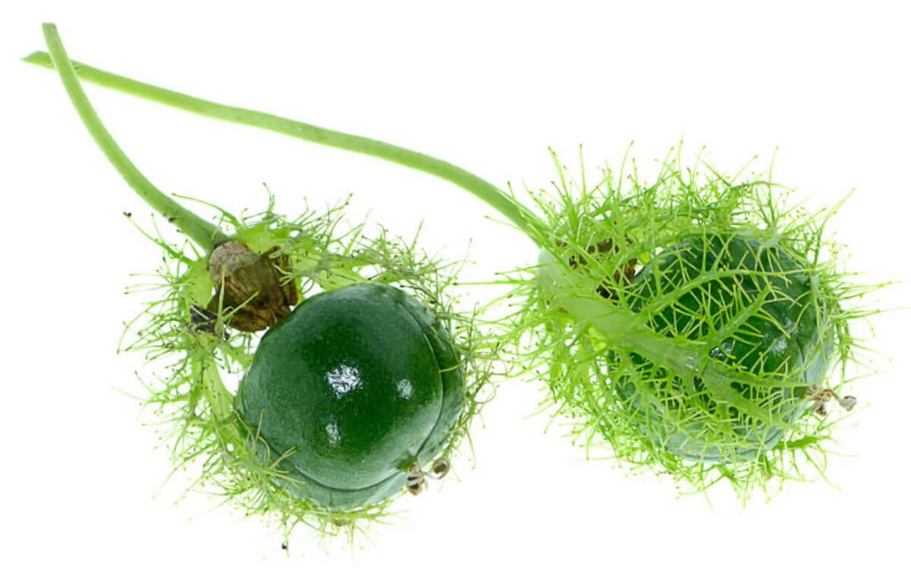 passion fruit