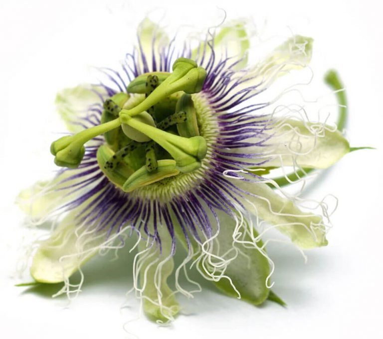 Passion Fruit Flower