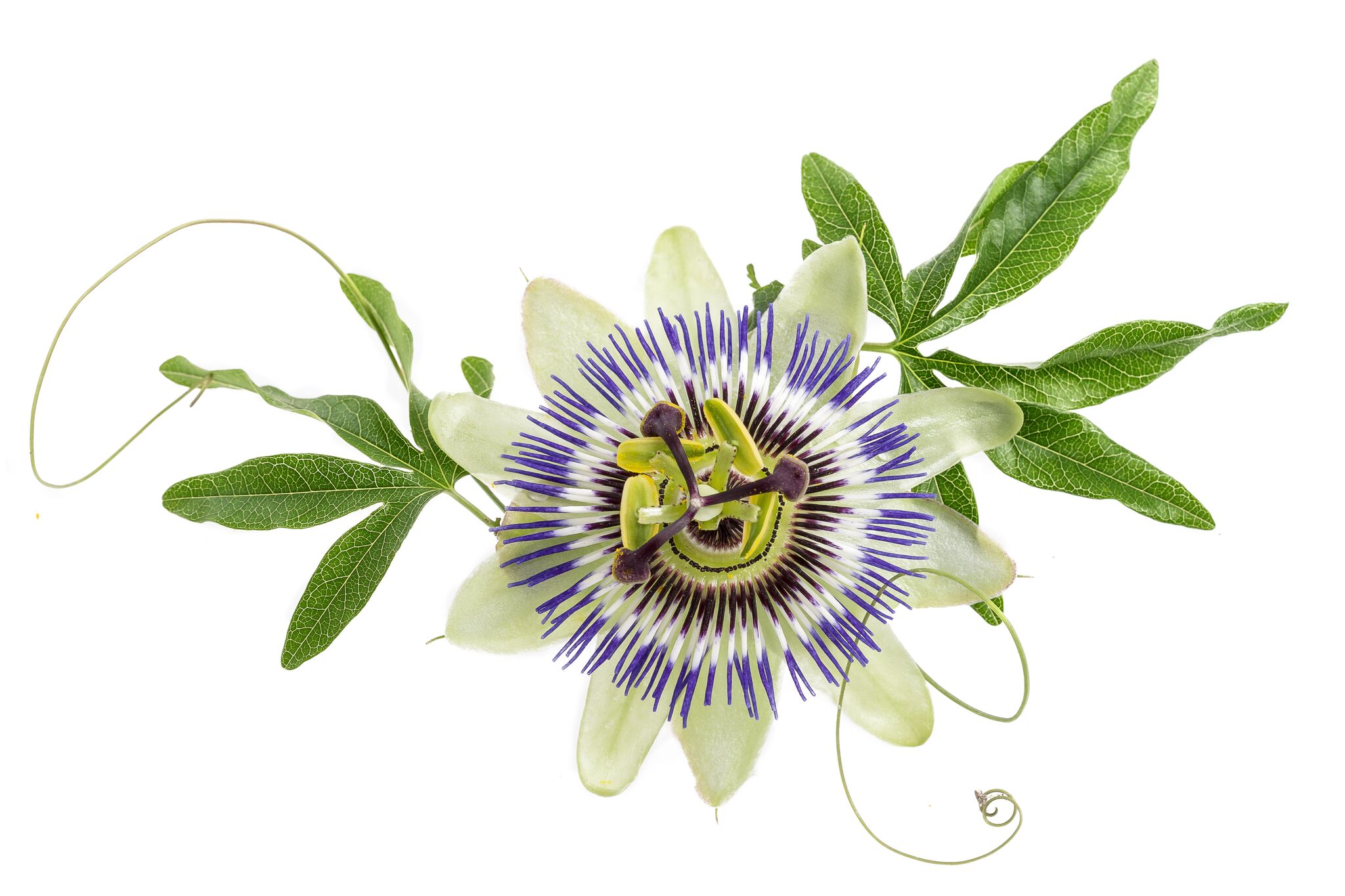 Passionfruit Seed (Maracuja) Oil