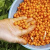 seabuckthorn
