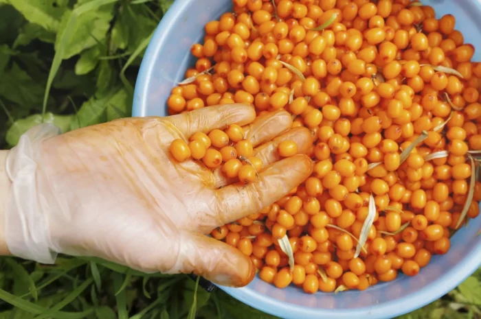 seabuckthorn